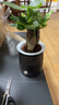 发财树盆栽大植物室内办公室桌面客厅小盆景招财树苗绿植花卉盆栽 2个 【繁星吸水盆】 【送肥料】 实拍图