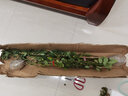 飞沭月季花苗爬藤蔷薇月季花树阳台盆栽花卉庭院爬墙植物四季开花 欢笑格鲁吉亚 中大苗【1.2-1.4米高】 实拍图