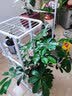 思故轩（SIGUXUAN）花架阳台花盆架子多层落地式简易装饰架铁艺花架客厅绿萝爬藤架 白色H914【三层放四盆】 实拍图