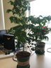 花竹恋盆栽花卉绿植办公室红掌室内盆栽盆景大型绿植 幸福树 含盆栽好发货 实拍图