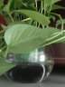 MODX自吸水花盆水培植物透明玻璃花瓶水养绿萝盆栽圆球形小鱼缸 18圆球带土培篮+棉绳 中等 晒单实拍图