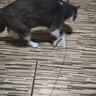 猫管家猫玩具 加长钢丝吸盘逗猫棒 自嗨解闷神器 猫咪懒人自动逗猫棒 吸盘逗猫棒+2个羽毛（随机色） 实拍图