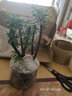 小叶紫檀盆景树桩盆景绿植物室内四季常青盆栽黑骨茶树苗名贵老桩 中号【厚德载物紫砂盆】 栽好发货 实拍图