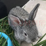 朗缤 兔子活体宠物兔活体新西兰肉兔公主兔小白荷兰侏儒活物兔子宠物 小灰公主兔1只 实拍图