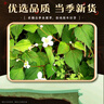 丽天承南京同仁堂 鱼腥草鱼腥草茶鱼腥草干泡水泡茶折耳根代茶饮养生茶 实拍图