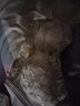 创颜【2件】本命年无痕内衣女无钢圈聚拢收副乳防下垂文胸罩礼盒包装 奶灰色+香槟色 80B /36  小胸 实拍图