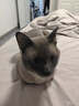 皇恒赛级暹罗猫专用猫粮成猫幼猫全期通用营养三文鱼全价猫粮 2.5kg 四拼冻干猫粮+主食生骨肉300g 实拍图