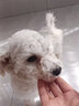 亚禾（YaHo）比熊专用狗狗沐浴露白毛专用除臭美白去黄渍宠物幼犬成犬洗澡浴液 比熊定制款 实拍图