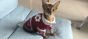 华元宠具（hoopet）猫咪衣服过年冬装毛衣防掉毛小狗狗衣服宠物拜年衣服保暖喜庆唐装 圣诞色雪花毛衣 XS：胸围29cm（建议1-3斤） 实拍图