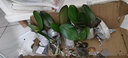 欧悟 蝴蝶兰花苗盆栽室内观花植物桌面阳台年宵花卉四季开花绿植花卉 花花公子蝴蝶兰+透明原盆+原土 实拍图