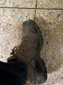 LOWA德国徒步鞋户外作战靴防水透气登山鞋 ZEPHYR GTX 男女款 L310586 浅褐色/棕色-男款 42 实拍图