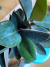 御春阁大型植物办公室橡皮树盆栽花卉观叶植物开业客厅绿植四季常青花苗 实拍图