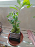 幼薇茉莉花盆栽花苗四季常青植物室内花卉开花不断绿植盆栽 小叶栀子花+祥瑞狮盆+方底盘 带盆栽好 实拍图
