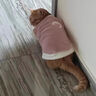 智宙猫咪衣服保暖秋冬季布偶猫背心绒衣宠物小型犬狗狗小猫幼猫防掉毛 高品质兔毛绒-粉色 S(3-4斤内) 实拍图