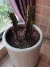 巴西龙骨 仙人柱  仙人掌大盆栽 紫龙骨30CM左右(3-4头) 不含盆 实拍图