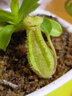 八目尚賞捕蝇草盆栽新奇趣味捕虫草食人花卉绿植食虫草新奇趣味捕蝇草 小猪笼草(简易盆发货)  带盆栽好 实拍图
