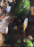 云峰海瑞 小型热带鱼观赏鱼活体红绿灯鱼淡水水族鱼宠物虎(四间鱼)皮鱼 珍珠美人（珍珠燕子）2条 实拍图