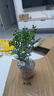 开时果 各类绿植盆栽盆景DIY素材苗 六月雪文竹小苗室内造景微景观植物 胡椒木（小杯） 实拍图