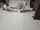 奥丁（ODIN）猫粮 成猫幼猫布偶英短蓝猫加菲猫通用 天然粮 【全价猫粮】牛肉味10kg20斤 实拍图