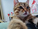金宇【顺丰冰仓直发】猫三联金喵乐幼猫猫咪疫苗狂犬妙三多同款猫三联 补打套餐【猫三联*2+狂犬】+驱虫药*1 实拍图
