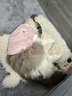 智宙猫咪衣服保暖秋冬季布偶猫背心绒衣宠物小型犬狗狗小猫幼猫防掉毛 高品质兔毛绒-粉色 XL (9-14斤内) 实拍图