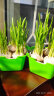 卉天下 儿童种植观察日记 水培葱蒜苗芽苗菜育苗盘小号植物种子家庭种植 绿色1套+300克蒜 实拍图