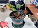 凤鸣雅世大棚栽秧草莓苗南北方阳台盆栽地栽当年结果盆栽香野草莓苗1盆 实拍图