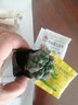 种花迷绯花玉仙人球盆栽四季开花好活净化空气吸甲醛桌摆办公室花卉绿植 玫红原盆原土 小球3-4厘米 实拍图
