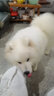 养只宠物（YOUNGER PET）狗狗嘴套防咬防叫防乱吃口罩小型犬宠物嘴罩泰迪用品大型狗套狗罩 尼龙绑带狗嘴套 6号（嘴围32cm以内55-70斤） 实拍图
