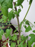 欧悟专链 生根粉 复合肥 营养液 肥料苗木盆栽地栽绿植花卉 生根粉1袋 实拍图