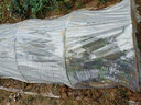 莲鸢卉加厚防水大棚透明塑料薄膜纸白膜防尘地膜无滴膜农膜装修膜养殖膜 3米宽8s特厚/每米 实拍图