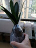 精品君子兰盆栽小苗室内花卉植物好养君子兰花苗绿萝绿植花卉办公室盆栽植物带土发货芗苒 元帅君子兰6-8片叶带土发货 带育苗盆发货 实拍图