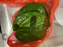 海南陵水新鲜青生槟榔果配选红汁荖叶发货嚼劲大海南槟榔生果 春果嫩果500克（16-24个） （槟榔+甜贝壳粉+荖叶） 实拍图