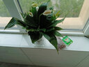 雅卉水培植物室内红掌盆栽一帆风顺白掌花卉植物粉掌玻璃好水养带花苞 白掌(10cm玻璃方缸+陶粒) 含盆 实拍图