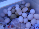 均鲜 新鲜鸽子蛋七彩山鸡蛋杂粮喂养农家养殖白鸽蛋孕妇宝宝土鸡蛋 60枚 1660g 左右30鲜鸽蛋+30山鸡蛋 实拍图