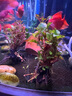异景园鱼缸水族箱造景水榕沉木活体水草淡水无土植物后景真水草净水增氧 单头小水榕沉木 实拍图
