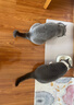 渔极（AkikA）猫罐头泰国原装进口AK系列猫湿粮宠物猫零食成幼猫罐头 ak06金枪鱼+石斑鱼（12罐） 实拍图