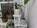 华观家居（Home Giving Furniture）多层实木花架阳台置物架室内花架子客厅落地式多肉绿萝花盆植物架 B款白色 实拍图