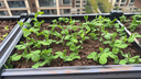 原起点50cm加大阳台种菜箱长方形塑料花盆户外蔬菜种植神器室外花箱花槽 【加厚】单层5联箱(250*40*21） 实拍图