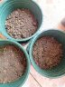 北蔬 薄荷种子四季播种盆栽可食用香草种籽 卓脆系列香薄荷种子1000粒 实拍图