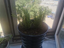 易水之夏迷迭香绿植盆栽阳台花卉香草植物 三盆 不含盆 实拍图