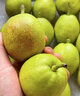 锁季新疆库尔勒香梨现摘新鲜水果脆甜香妃全母梨孕妇水果春节礼盒送礼 净重5斤精选小果 单果80-100g 实拍图
