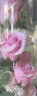 花盟主11朵康乃馨玫瑰香皂花同城配送鲜母亲节520生日礼物花送妈妈女友 实拍图