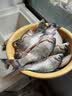 川泽伊豆绑好子线双钩成品鱼钩套装金海夕仕挂鲫鲤鱼翘嘴小鱼钩鳊鱼钩 海夕有刺（钩8线1.2钩9线1.5) 各10付【共20付盒装】 实拍图