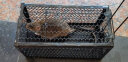 KOOGIS捕鼠笼子2只装 室内老鼠一窝端神器驱捉抓老鼠笼贴防除扑灭鼠器 实拍图