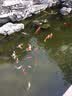 森森（SUNSUN）鱼池过滤器鱼缸过滤桶水池循环设备池塘过滤系统子公司格池 CPF适合30立方水过滤套餐【带水泵全套】 实拍图