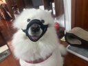 欢宠网 狗狗嘴套宠物狗口罩安全防咬防叫嘴罩大中小型犬止吠器防乱吃宠物金毛狗罩狗套 XXL建议65-100斤 实拍图