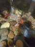 博宇（BOYU）鱼缸潜水泵水族箱流水器抽水底过滤器循环鱼池可调节水流小型水泵 FP-150 推荐高度30cm内小鱼缸配管0.5米 实拍图