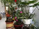 生长魔励植物爬藤花架阳台花盆攀爬支柱花卉固定支撑防倒蟹爪兰铁线莲支架 3圆环支柱-60cm（2个起发货） 实拍图