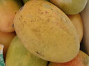 探味君 海南小台农芒果 应当季时令小台芒新鲜水果整箱批发 生鲜 净重4.5-5斤 【特惠装】单果50-80g 实拍图